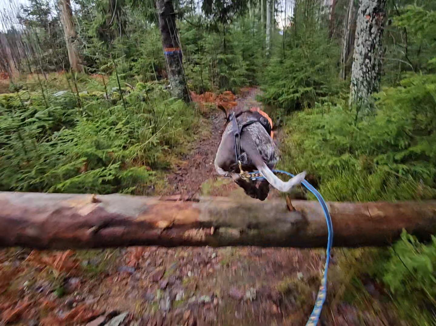 Min hund har smittat mig